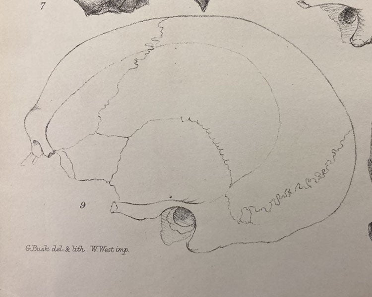 : Detail of the third image, showing the attribution to George Busk (Linda Hall Library)