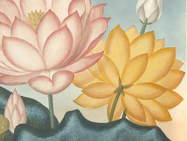 Detail of second image, The Sacred Egyptian Bean, engraving after a painting by Peter Henderson, 1804, in The Temple of Flora, by Robert Thornton, 1807 (Linda Hall Library)