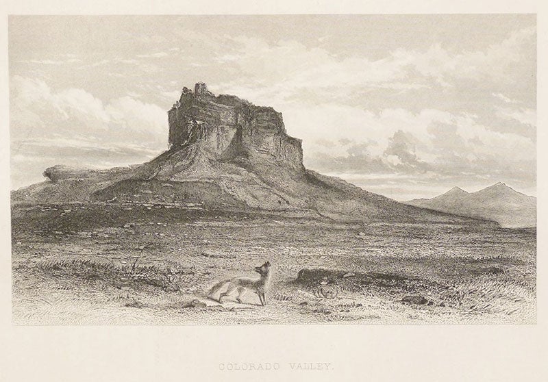 “Colorado Valley,” a butte with coyote, etching in Memoirs of My Life, by John Charles Fremont, 1887 (Linda Hall Library)
