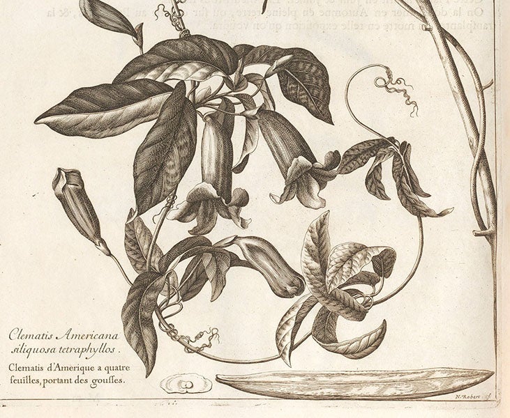 Detail of fifth image, showing details of the engraving, and the signature of the engraver, Nicolas Robert (Linda Hall Library)