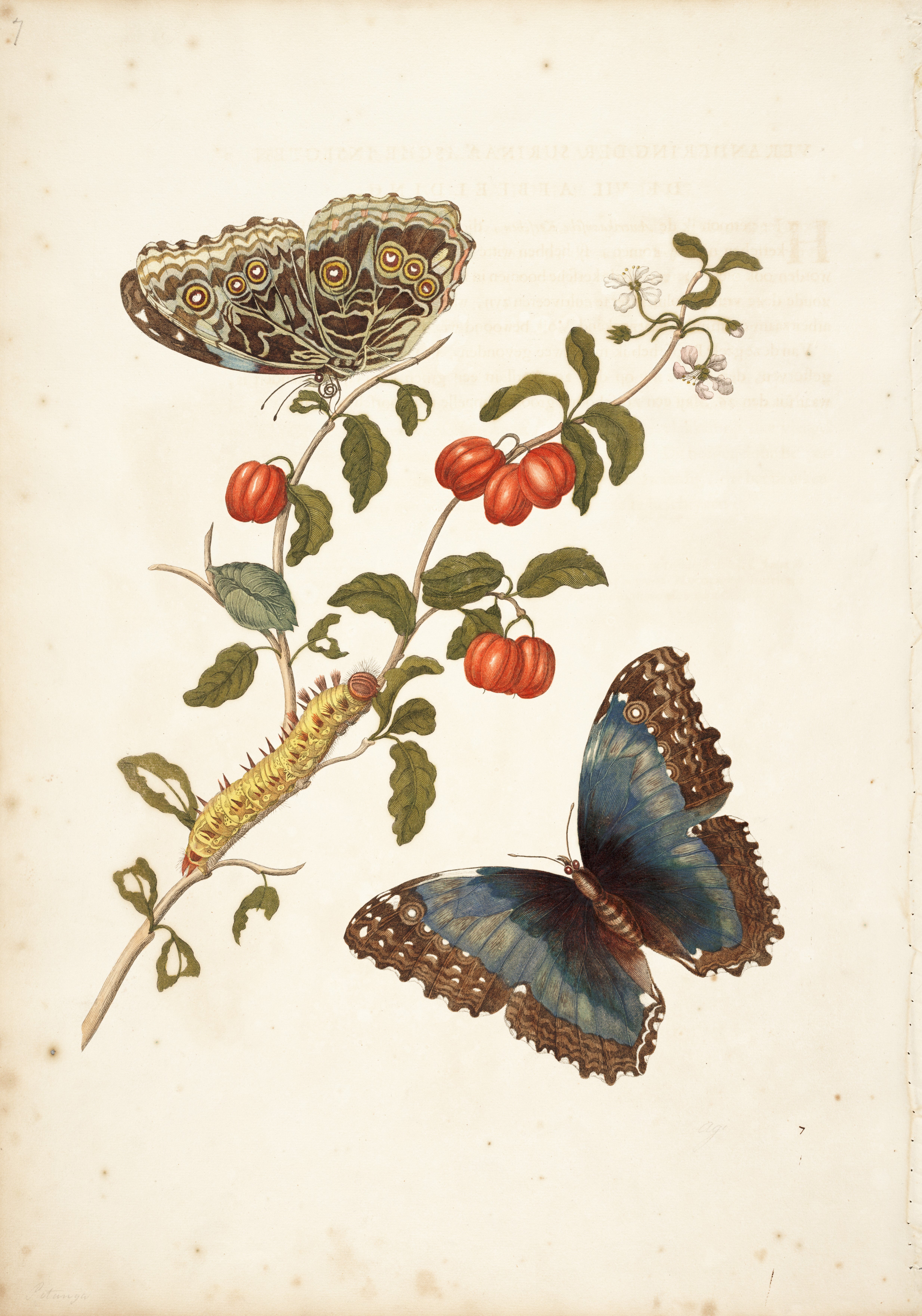 Maria Sibylla Merian - Linda Hall Library