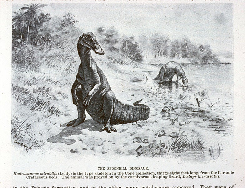 Two Trachodons, photo-reproduction of a watercolor by Charles R. Knight, Century Magazine, p. 17, Nov. 1897 (Linda Hall Library)