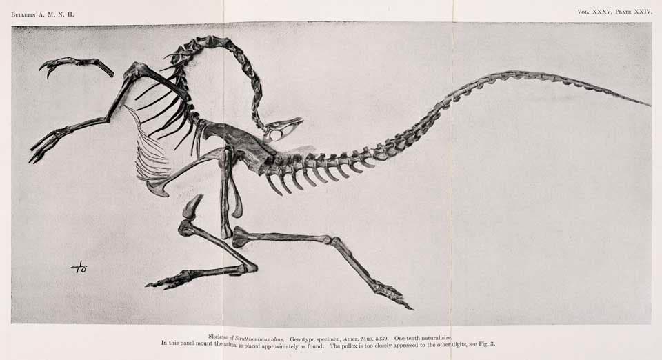 Struthio Skeleton 35. Innovative Mounts and Monographs - The Linda Hall