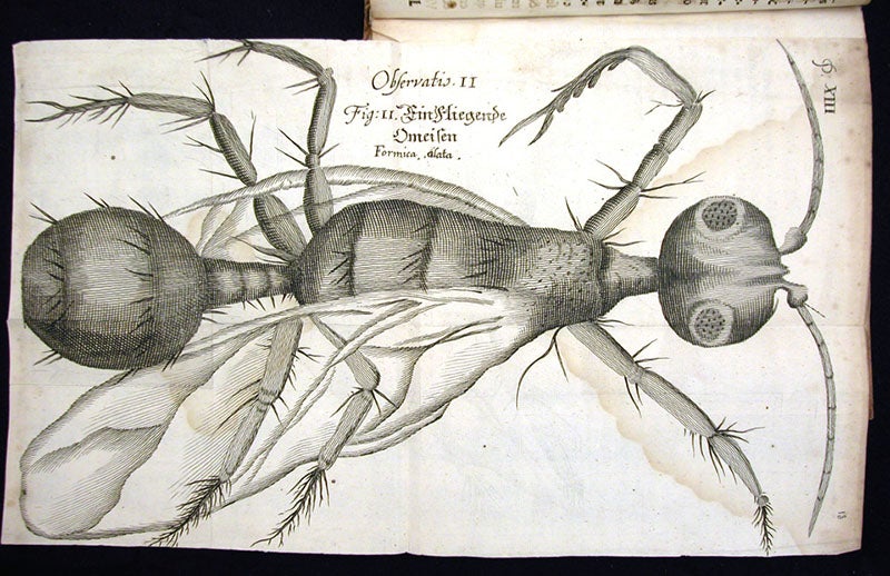 A magnified flying ant, engraving, Johann Franz Griendel, <i>Micrographia nova</i>, 1687 (Linda Hall Library)