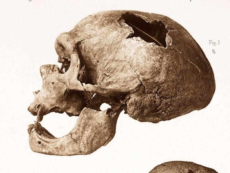 Side view of the skull of the Old Man of La Chapelle-aux-Saints, detail of lithographed plate in “L’Homme fossile de La Chapelle-aux-Saints,” by Marcellin Boule, Annales de Paleontologie, vol. 6, 1911 (Linda Hall Library)