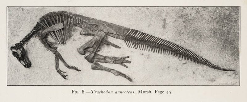A trachodon skeleton unearthed by Sternberg, photograph, in C.H. Sternberg, Hunting Dinosaurs in the Bad Lands of the Red Deer River, Alberta, Canada, 1917 (Linda Hall Library)