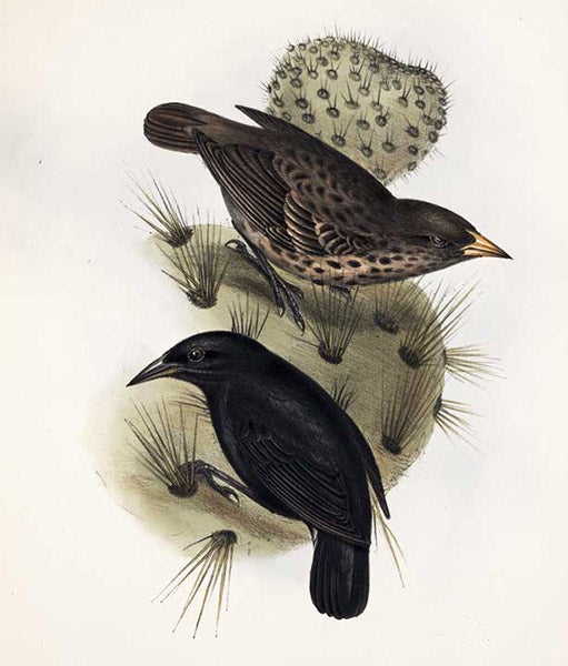 Cactus finch from the Galápagos Islands, lithograph after drawing by Elizabeth Gould, The Zoology of the Voyage of H.M.S. Beagle, ed. by Charles Darwin, vol. 3, plate 42, 1839 (Linda Hall Library)