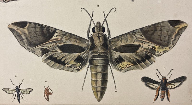 Hawk-moth, detail of hand-colored engraving in A Treatise on Some of the Insects Injurious to Vegetation, by Thaddeus William Harris, plate 5, 1862 (Linda Hall Library)