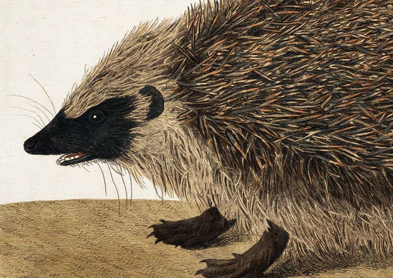 Pennant’s hedgehog, detail of first image (Linda Hall Library)