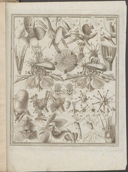 Another plate depicting the structure of other flowers, with details of their methods of pollination, engraving based on drawings by Christian Konrad Sprengel, in his Das Entdeckte Geheimniss der Natur im Bau und in der Befruchtung der Blumen, plate 24, 1793 (Linda Hall Library)