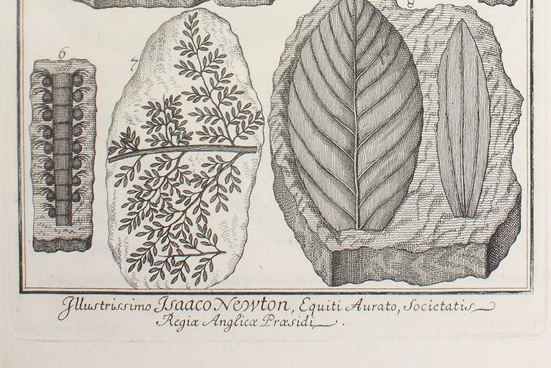 Caption to fourth image, indicating that it was subscribed to and paid for by Isaac Newton, detail of engraving in Herbarium diluvianum, by Johann Jakob Scheuchzer, 1709 (Linda Hall Library)