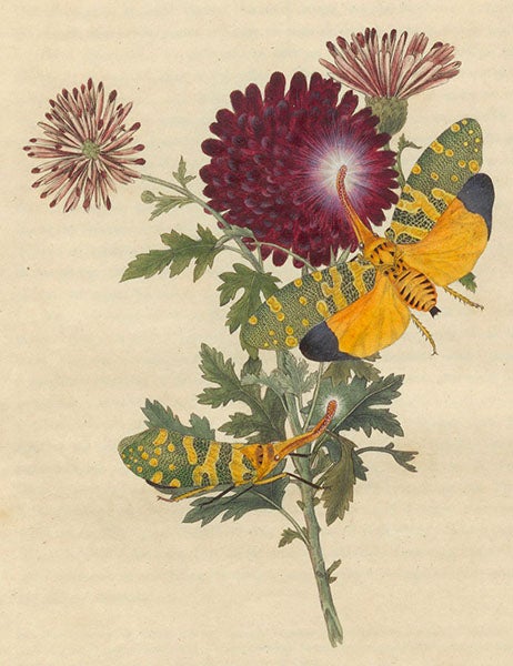 Two specimens of Fulgora candelaria (lantern flies), shown on an Indian chrysanthemum, detail of hand-colored engraving in An Epitome of the Natural History of the Insects of China, by Edward Donovan, 1798 (Linda Hall Library)
