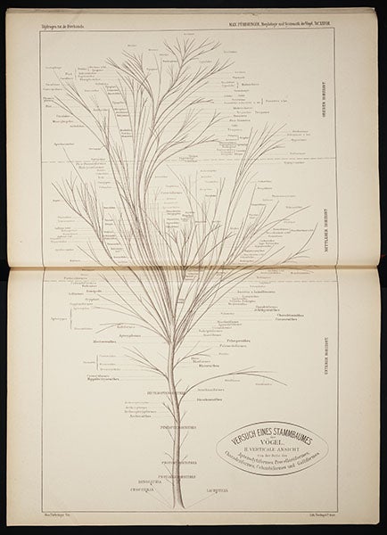 Tree showing bird evolution, from Max Fürbringer, <i>Untersuchungen der Vögel</i>, 1888 (Linda Hall Library)