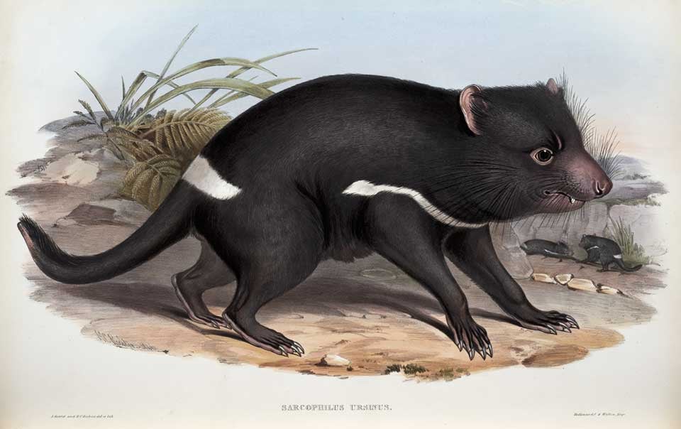 Tasmanian devil. Image source: Gould, John. The Mammals of Australia. Vol. 1, London: Printed by Taylor and Francis, published by the author, 1863, pl. 48.