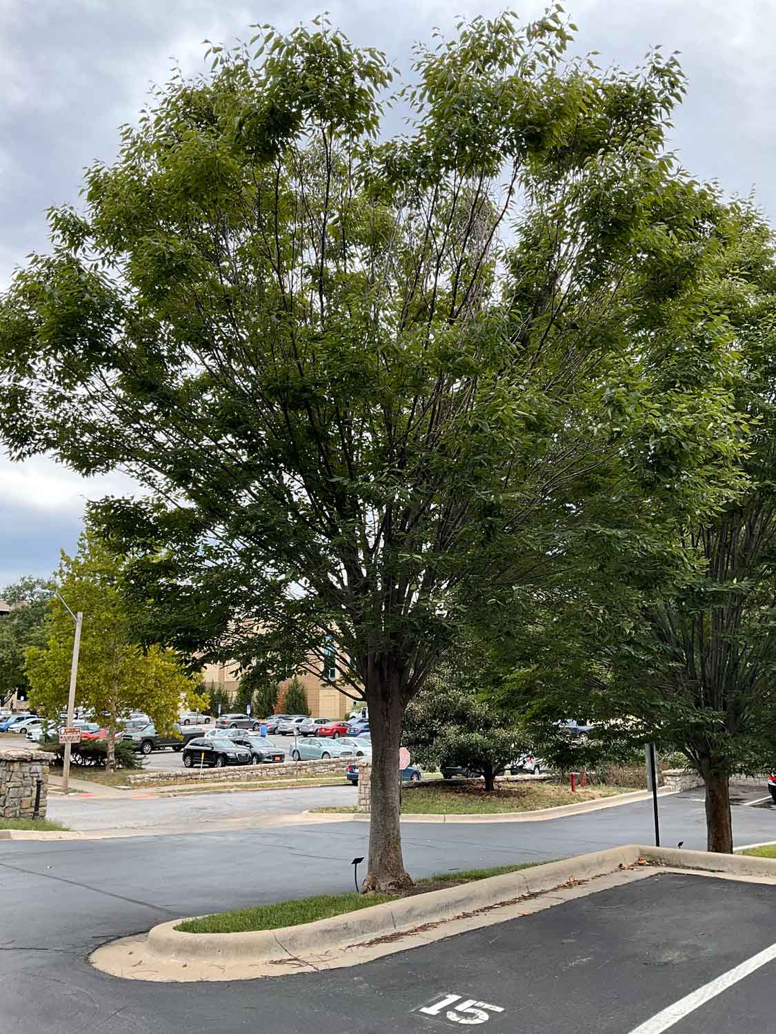 Japanese Zelkova 46-3-3 - Linda Hall Library