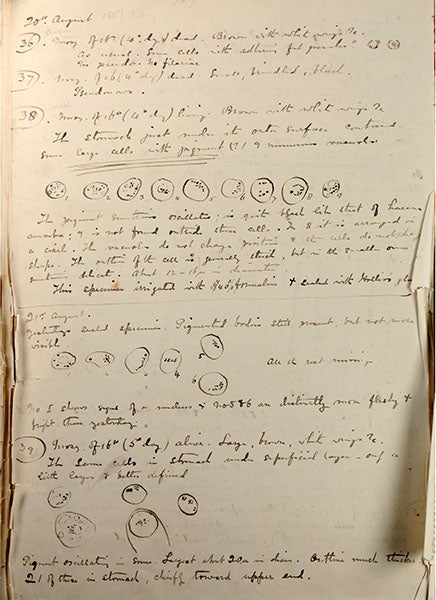 Page from Ronald Ross’s notebook for Aug. 20, 1887,  showing his drawings of <i>Plasmodium</i> in the gut of an <i>Anopheles</i> mosquito (immunology.org)