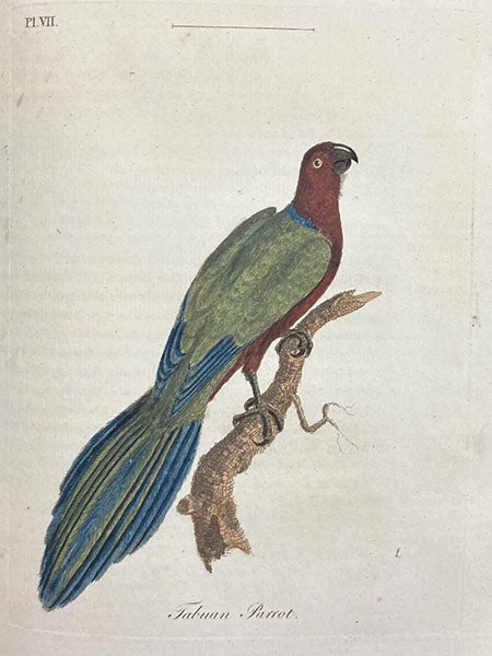 Tabuan parrot, hand-colored engraving in A General Synopsis of Birds, by John Laham, vol. 1 part 1, plate VII, p. 214, 1781-85 (Linda Hall Library)