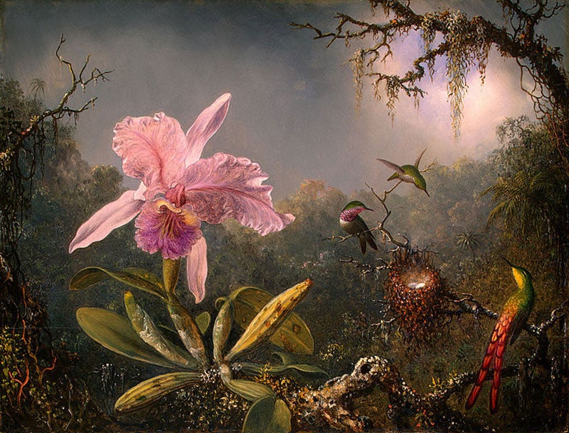 Cattleya Orchid and Three Brazilian Hummingbirds, oil on canvas, by Martin Johnson Heade, 1871, National Gallery, Washington, D.C. (Wikimedia commons)
