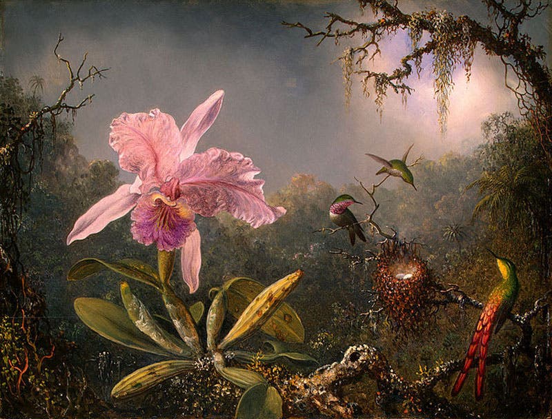 Martin Johnson Heade Linda Hall Library