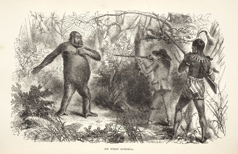Chaillu’s first gorilla kill. Image source: Du Chaillu, Paul Belloni. Explorations & Adventures in Equatorial Africa. London: John Murray, 1861, p. 71.