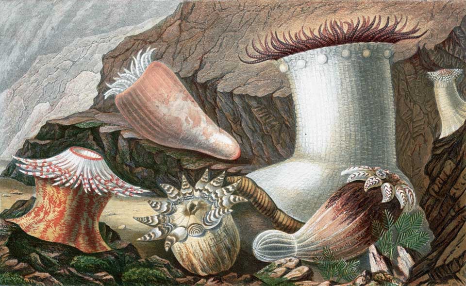 Arrow-muzzlet anemone and five others. Image source: Gosse, Philip Henry. Actinologia Britannica: A History of the British Sea-Anemones and Corals. London: Van Voorst, 1860, pl. 7.