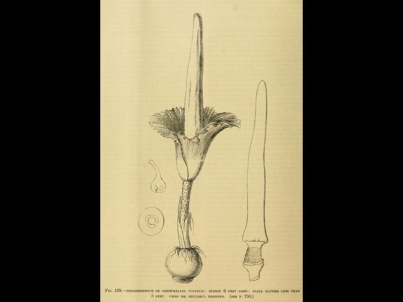 Gardeners’ Chronicle (1889), UMass Amherst Libraries