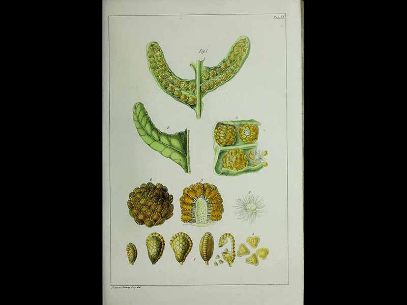 Royal College of Physicians, Edinburgh