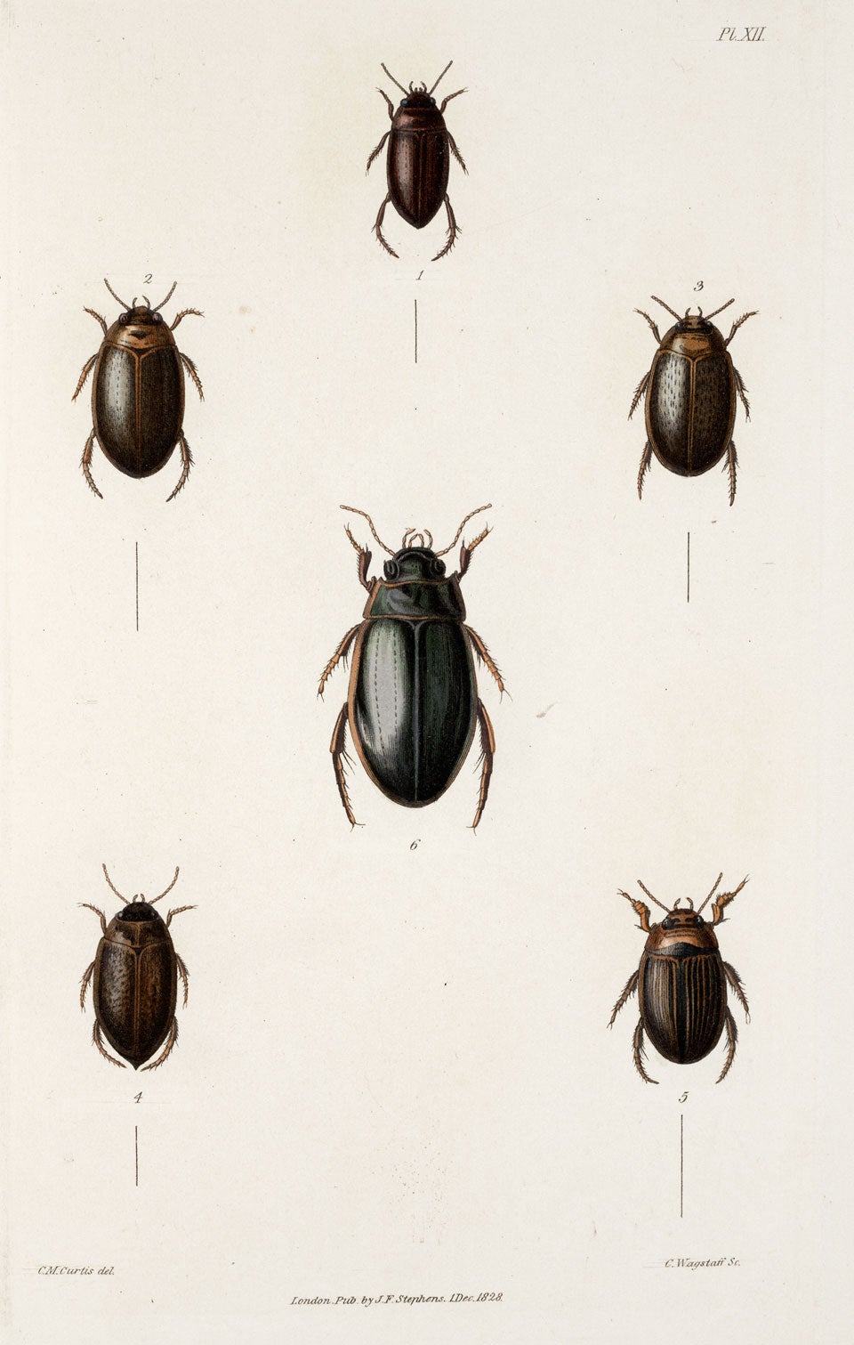 Six beetle species. Beetles 3 and 5 were two that Darwin observed, and for which he was cited by Stephens in the appendix. Image source: Stephens, James Francis. Illustrations of British Entomology. Vol. 2, London: Printed for the author, published by Baldwin and Cradock, 1829, pl. 12.