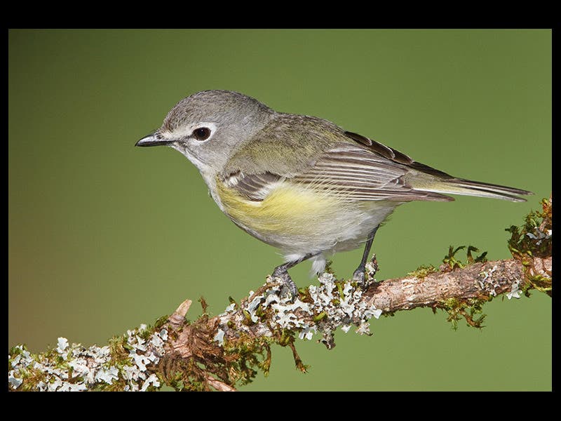 John Cassin Linda Hall Library