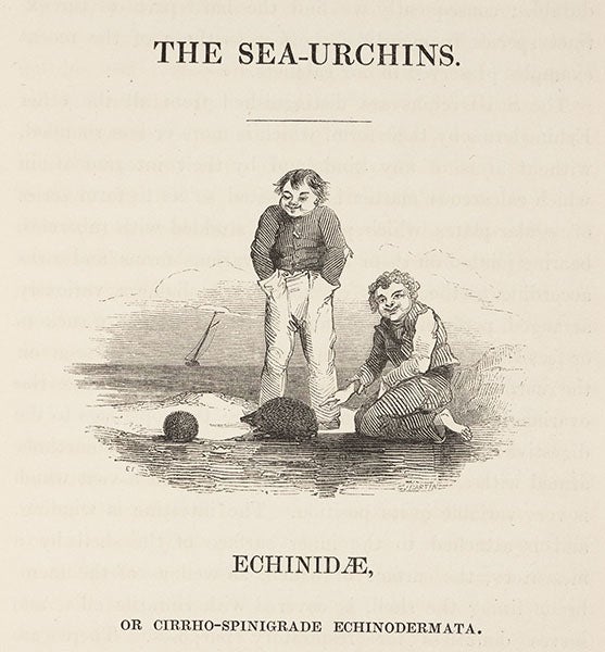 Three kinds of urchins gathered on the seashore, wood-engraved headpiece by Edward Forbes, in his A History of British Star-fishes, 1841 (Linda Hall Library)