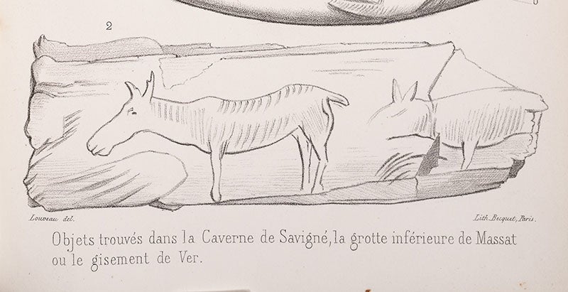 Drawing of the “Hinds of Chaffaud” reindeer bone, detail of a lithograph accompanying an article by Edouard Lartet, Annales des sciences naturelles, vol. 15, 1861 (Linda Hall Library)