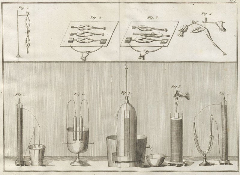 Frog-legs used as detectors of animal electricity, detail of an engraving, Essai théorique et expérimental sur le galvanisme, by Giovanni Aldini, plate 7 at end, 1804 (Linda Hall Library)