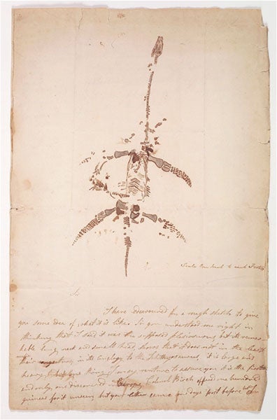 Plesiosaur skeleton drawn by Mary Anning, in an autograph letter, Dec. 26, 1823 (Wellcome Collection)