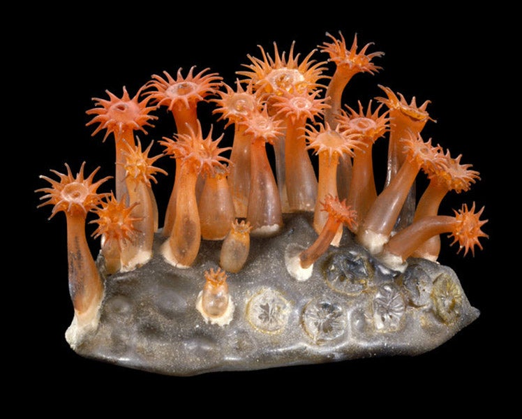 Star coral, Astroides calycularis, glass artwork by Leopold and Rudolph Blaschka, Cornell Collection, Corning Museum of Glass (digital.library.cornell.edu)
