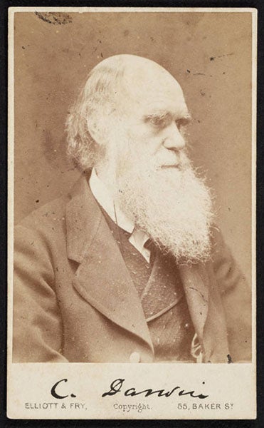 Carte de visite with portrait of Darwin, Elliot & Fry, ca 1874 (Linda Hall Library)