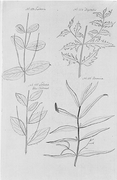 Ink drawings of four plants, labeled: no. 153 Gardenia, no. 154 Digitalis, no. 155 Lobelia, no. 156 Veronica, by Jane Colden, in her Botanic Manuscript, Botany Library, Natural History Museum (atlasobscura.com)