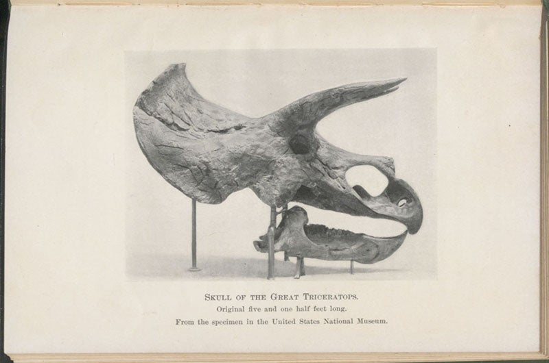 A skull of a Triceratops, photograph of specimen in the U.S. National Museum, plate in Animals before Man in North America, by Frederic A. Lucas, 1902 (Linda Hall Library)
