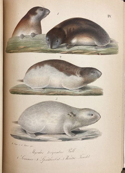 Arctic lemmings in summer and winter coloration, from the Taymyr Peninsula, lithograph in Reise in den äussersten Norden und Osten Sibiriens während der Jahre 1843 und 1844, by Alexander von Middendorff, vol. 2, pt. 2, plate 4, 1853 (Linda Hall Library)