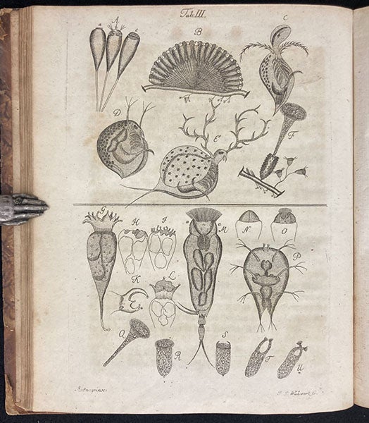 Two Daphniae, figs. 2-3, and other micro-organisms, engraving in Beyträge zur Naturgeschichte der kleinsten Wasserthiere, by Johann Conrad Eichhorn, plate 3, p. 25, 1781 (Linda Hall Library)