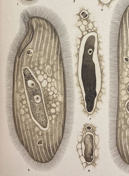 Parasitic infusoia Littorina, painting by Manuel de Castro Silva, detail of plate, Memorias do Instituto Oswaldo Cruz, vol. 3, plate 9, 1911 (Linda Hall Library)