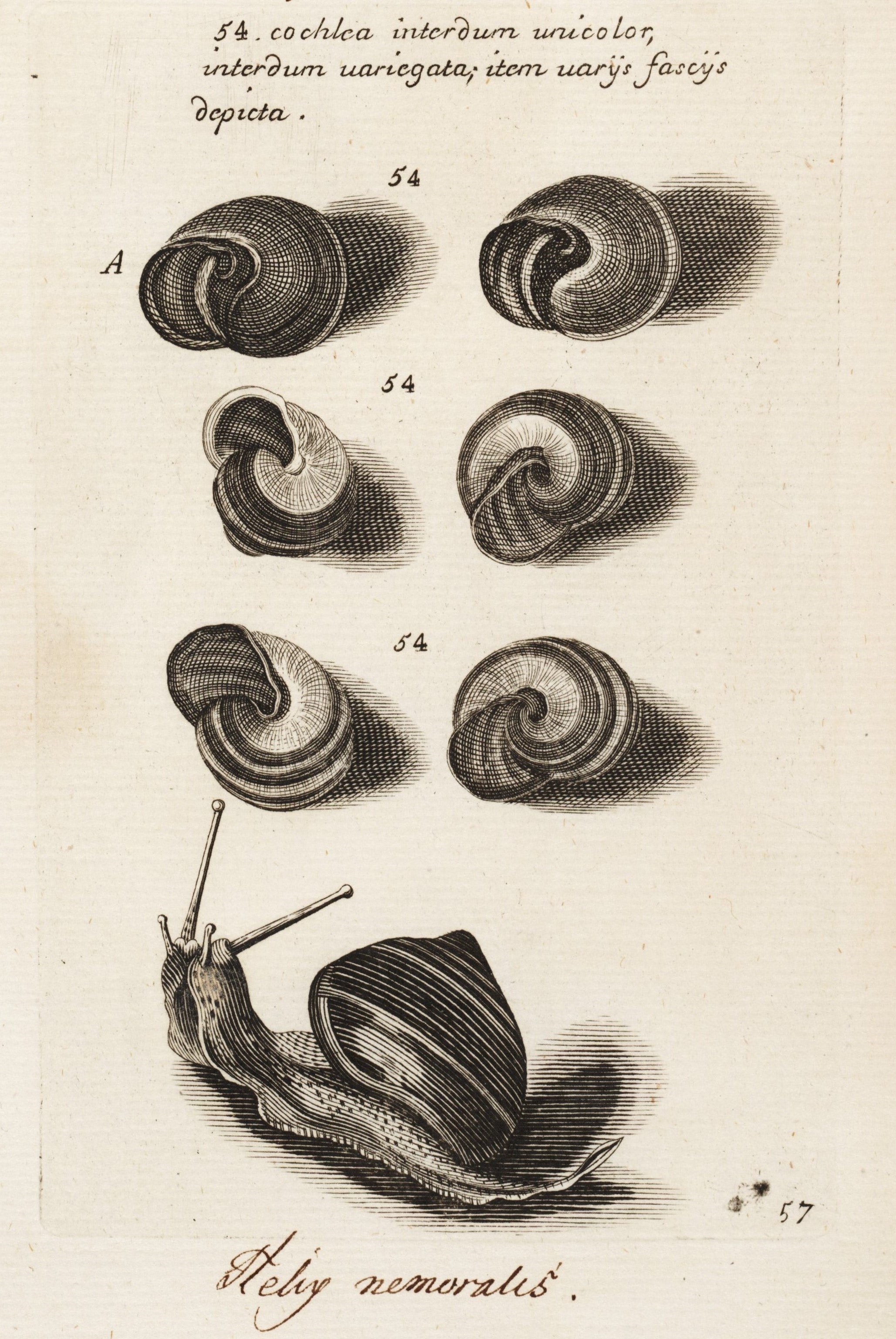 Image source: Lister, Martin, et al. Historiae sive synopsis methodicae conchyliorum et tabularum anatomicarum. Editio altera. Oxford: E typographeo Clarendoniano, 1770.