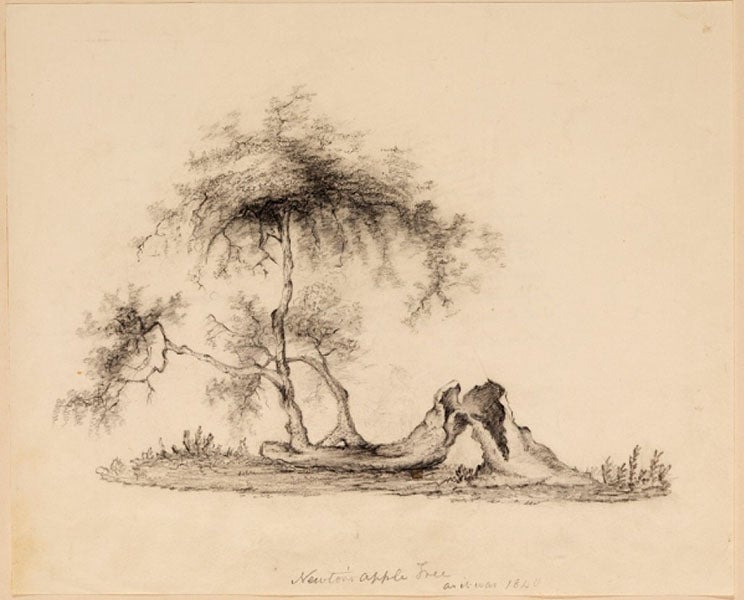 The fallen apple tree outside Isaac Newton’s manor-house at Woolsthorpe, sketch ca 1820, Royal Society of London archives (royalsociety.org)