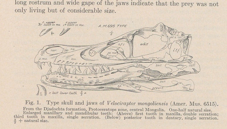 The restored skull of Velociraptor, discovered by Peter Kaisen in 1923, drawing in a paper by Henry F. Osborn in American Museum Novitates, no. 144, 1924 (Linda Hall Library)