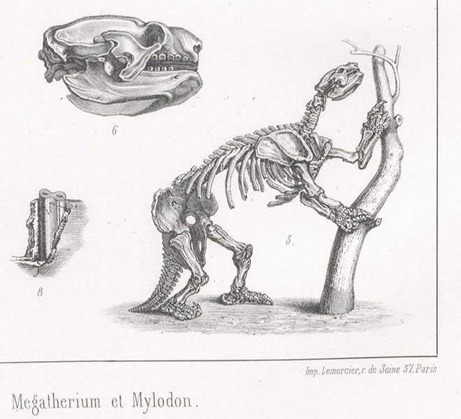 Mylodon, after Richard Owen’s Description, 1842, detail of a larger plate, lithograph by Pierre Lackenbauer, in Traité de paléontologie, Atlas, by François-Jules Pictet, plate 7, 1853-57 (Linda Hall Library)  