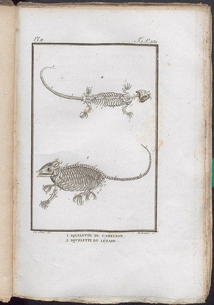 Skeletons of a chameleon and a lizard, engraving, in François Daudin, Histoire naturelle ... des reptiles, vol. 1, 1802 (Linda Hall Library)