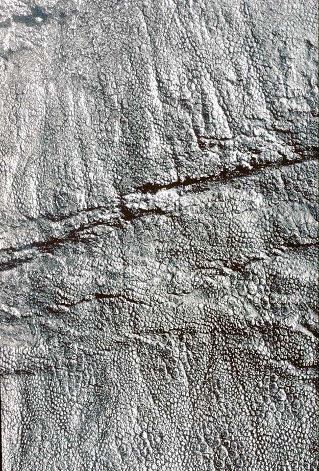 Epidermal area of the Trachodon mummy. This work is part of the Library Collections, but it is NOT on display. Image source: Osborn, Henry Fairfield. "Integument of the iguanodon dinosaur Trachodon," in: Memoirs of the American Museum of Natural History, new series, vol. 1 (1912), pl. 7.