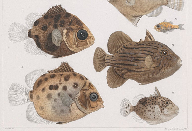 Watercolor illustrations of fish collected on the Siboga Expedition, detail, from Max Weber’s “Die Fische der Siboga-expedition,” Monograph 57, <i>Siboga-expeditie</i>, 1913 (Linda Hall Library)