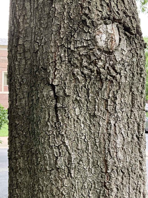 Willow Oak bark