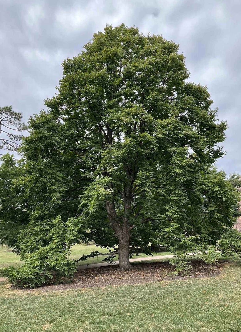 Turkish Filbert 10a-1-1 - Linda Hall Library