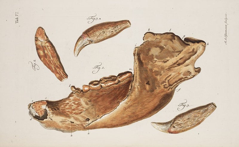 Cave bear jaw, hand-colored engraving by Jakob A. Eisenmann, in Johann Friederich Esper, <i> Description des zoolithes nouvellement decouvertes</i>, 1774 (Linda Hall Library)